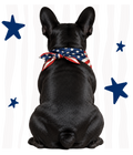 Randomness 320 - Black Frenchie Back Usa