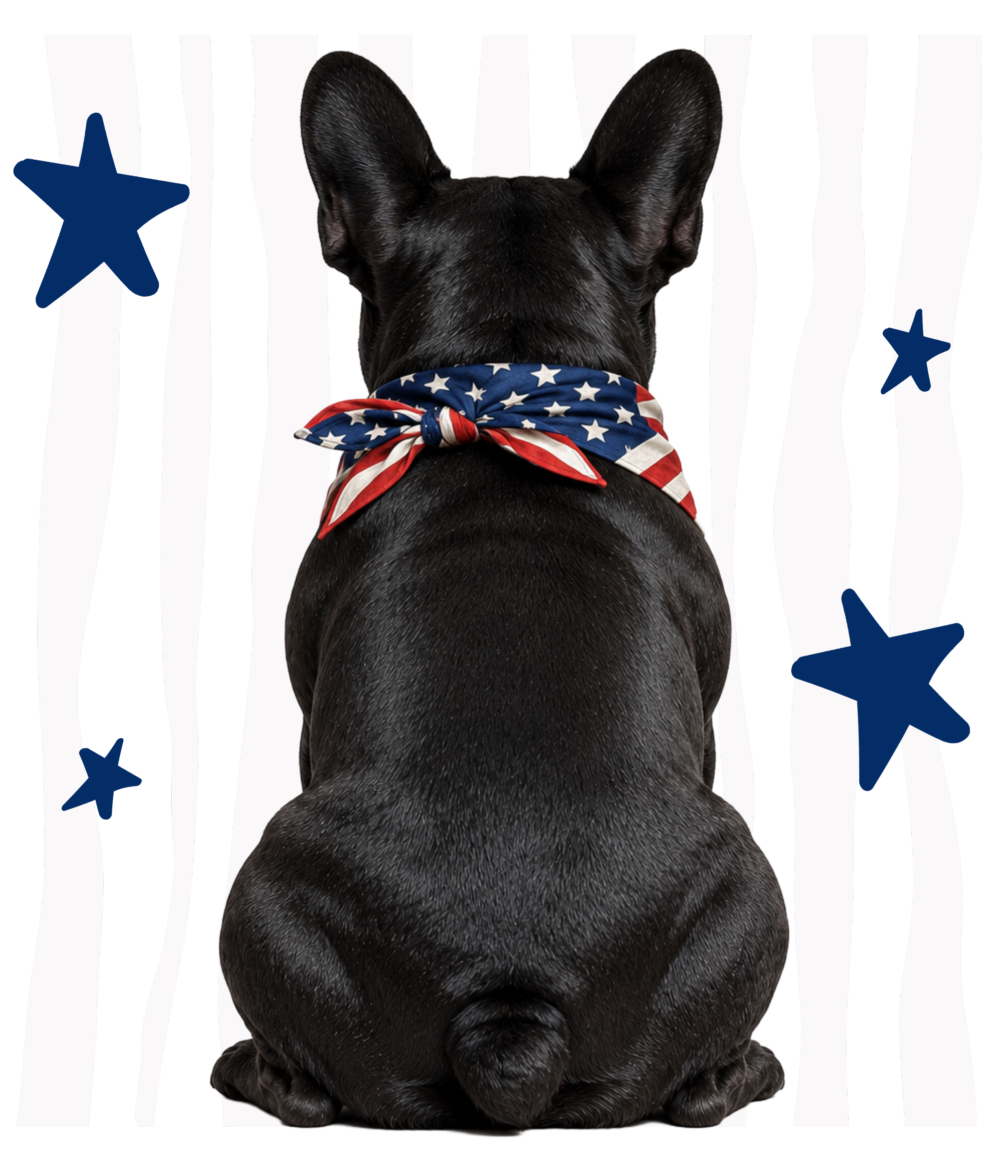 Randomness 320 - Black Frenchie Back Usa