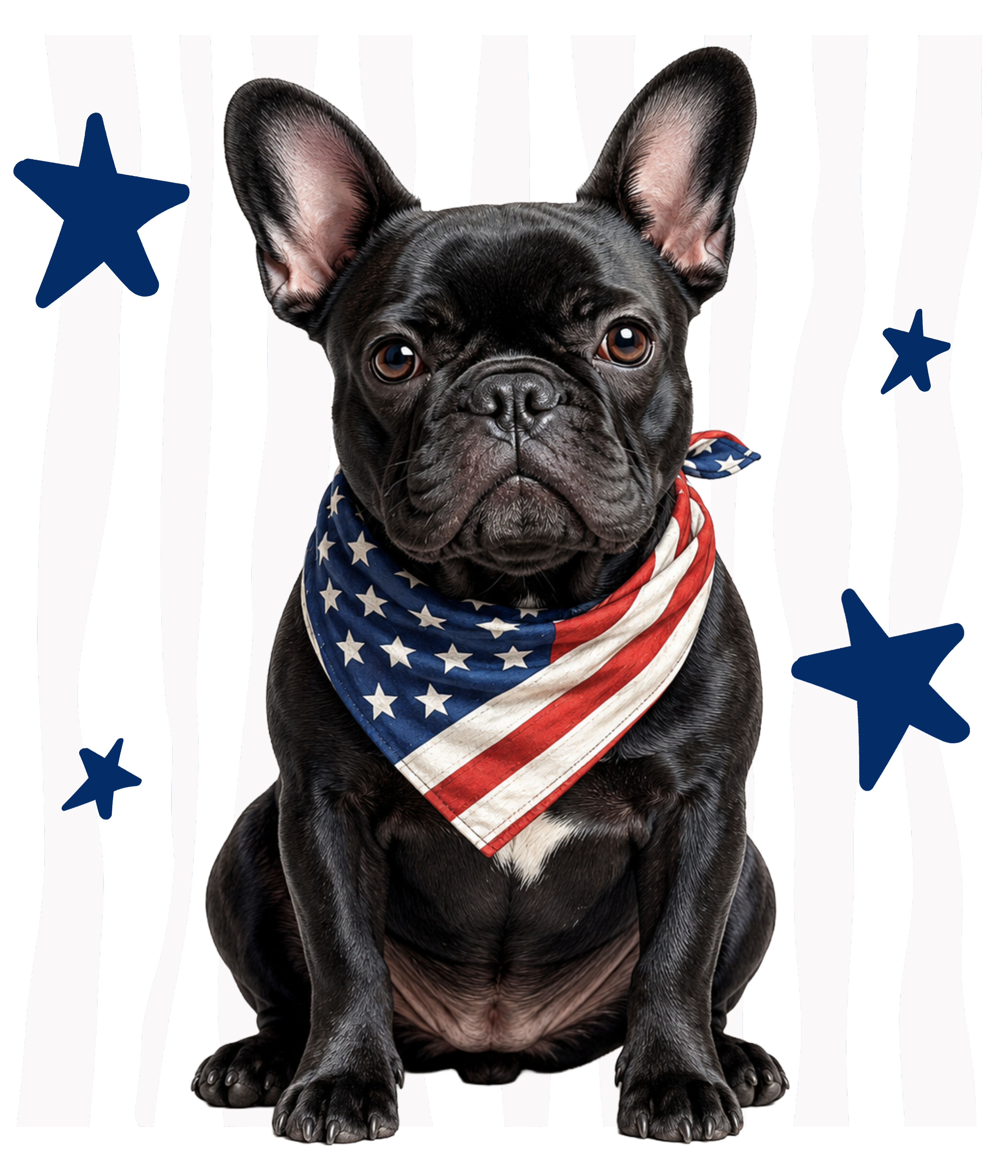 Randomness 321 - Black Frenchie Front Usa