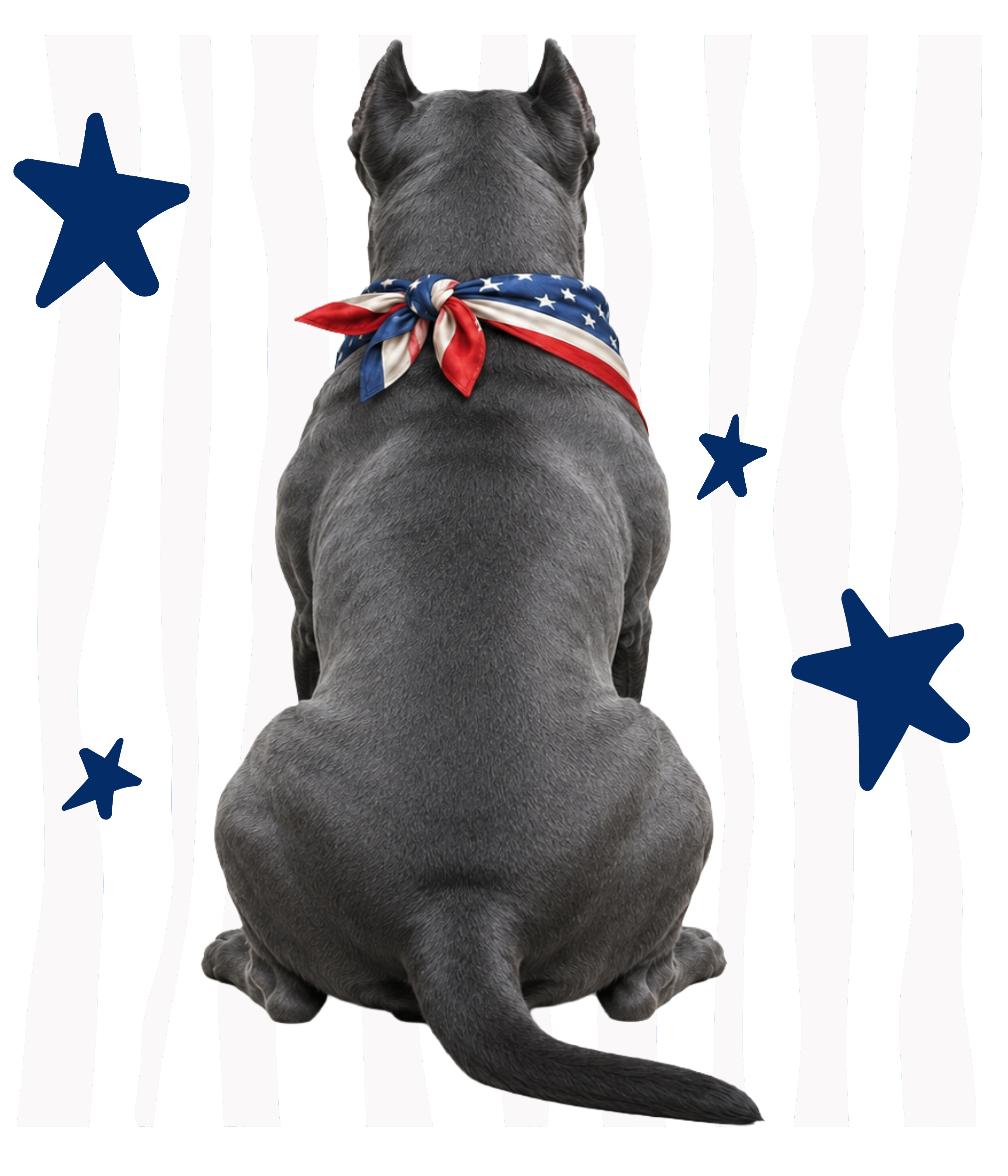 Randomness 426 - Cane Corso Back Usa