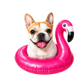 Randomness 652 - Float Tan White Frenchie