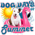Randomness 570 - Dog Days Summer Puppy