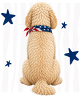 Randomness 742 - Golden Ddodle Back Usa
