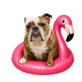 Randomness 390 - Brindle English Bulldog Float
