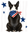 Randomness 372 - Boston Terrier Back Usa