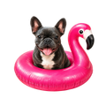 Randomness 672 - French Bulldog Float