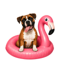 Randomness 377 - Boxer Float