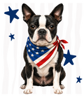 Randomness 373 - Boston Terrier Front Usa