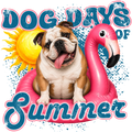 Randomness 562 - Dog Days English Bulldog