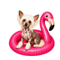 Randomness 1591 - Summer Float King Charles