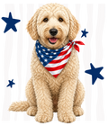 Randomness 743 - Golden Doodle Front