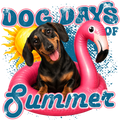 Randomness 563 - Dog Days Summer Black Dachshund