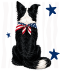 Randomness 370 - Border Collie Usa Back